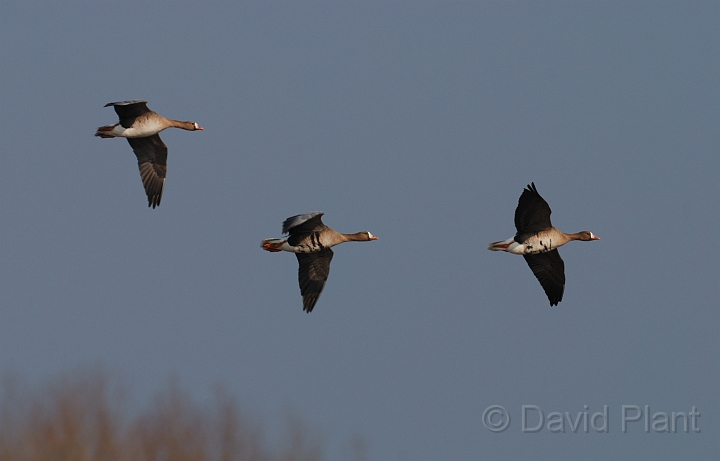 White-fronted geese flying - A.jpg - White-fronted geese in flight - Slimbridge
